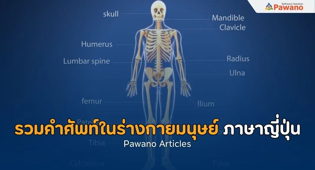 รวมคำศัพท์ในร่างกายมนุษย์ เป็นภาษาญี่ปุ่น